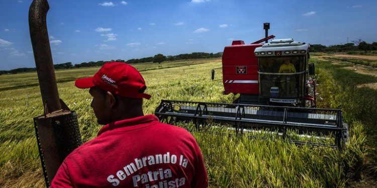 El TSJ anula y reescribe artículos de la Ley de Tierras